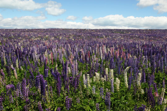 Garden Lupin (Lupinus polyphyllus) flowering in dense purple drifts across a meadow in the wild, Lake Tekapo, Canterbury, New Zealand, December 2018