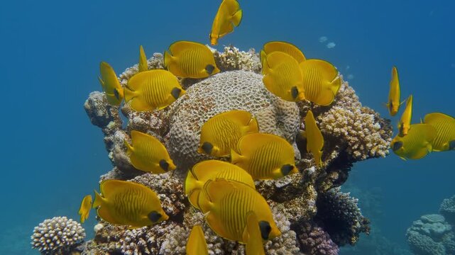 Reef with masked butterflyfish (Chaetodon semilarvatus) in clear blue water, surrounded by colourful corals, Mangrove Bay, El Quesier, Egypt