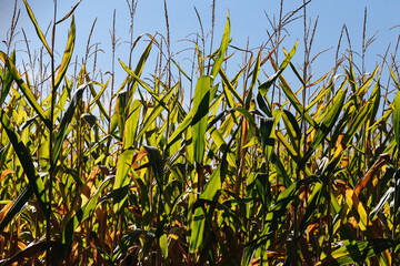 Naklejka premium Tall corn plants under blue sky. Green maize leaves with mature seed heads. Agricultural field background. Summer crop plantation. Rural farmland. Seasonal cereal harvest. Sunny countryside.