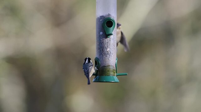 Chaffinch, Fringilla coelebs and Tits, winter feeder