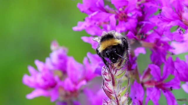 Male of Garden Bumblebee (Bombus hortorum), Devon, England, United Kingdom