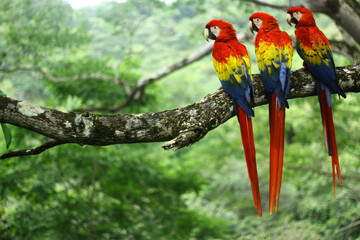 Scarlet Macaw (Ara macao) three perched in a row on a branch in the wild, Costa Rica, October 2013 © charlie