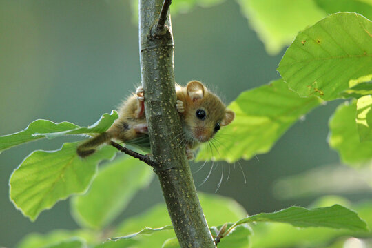 Hazel Dormouse (Muscardinus avellanarius) young animal climbing a beech stem among leaves in the wild, Leigh Woods, Bristol Uk, August 2014