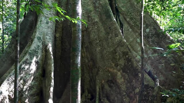 Giant tree, plank root tree in the jungle, Cat Tien National Park, Vietnam