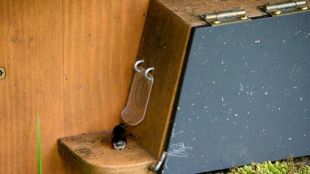 Young bumblebees (Bombus hortorum) at the bumblebee house, bumblebee box, bumblebee nest, Schleswig-Holstein, Germany