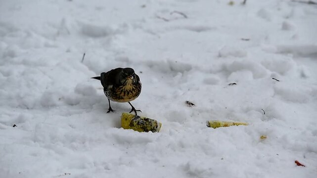 Fieldfare (Turdus pilaris) eating an apple in the snow, Schleswig-Holstein, Germany