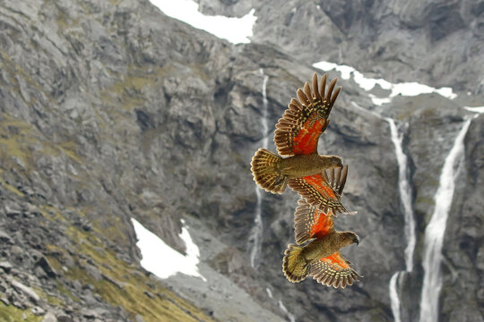 Kea (Nestor notabilis) a pair in flight showing orange underwings against a mountain cliff in the wild, New Zealand, January 2019