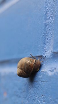 Macro vertical shot of garden snail crawling along textured blue background