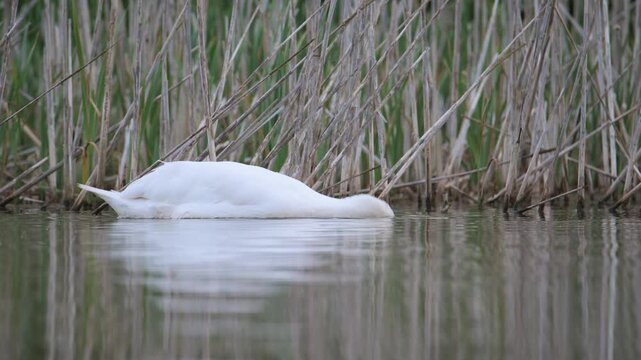 Mute Swan, Cygnus olor on lake at spring time