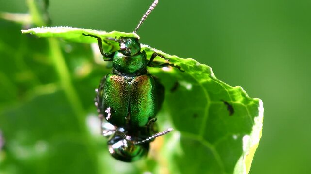 Green Dock Beetles (Gastrophysa viridula) mating, England, United Kingdom