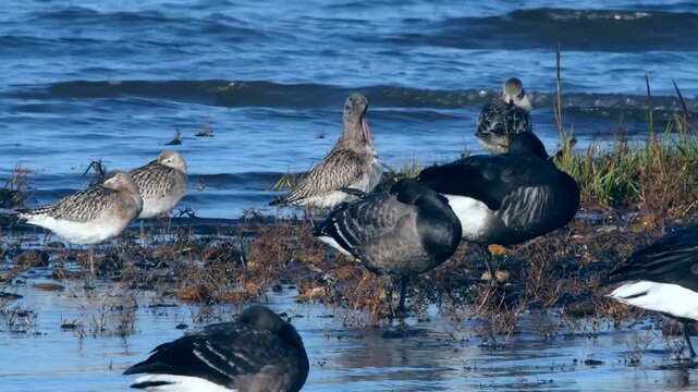 Black-tailed Godwit and Brent Goose on low tide, Devon, England, United Kingdom