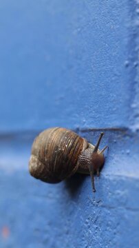 Macro shot of garden snail slowly crawling up vibrant blue wall