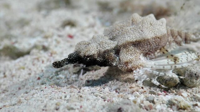 Close-up view of winged horsefish (Eurypegasus draconis) foraging on sandy bottom, Mangrove Bay, Egypt