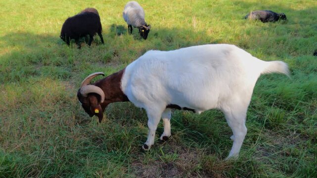 Goat grazing near sheepfold, Wilsede, L&uuml;neburg Heath, Lower Saxony, Germany