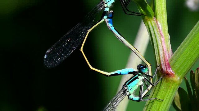 Blue-tailed Damselfly or Common Bluetail mating on grass, Devon, England, United Kingdom