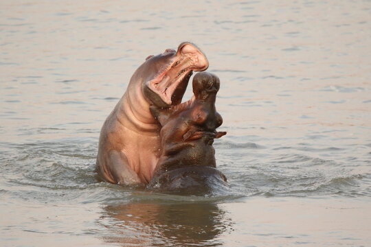 Common Hippopotamus (Hippopotamus amphibius) pair sparring with open mouths in the river in the wild, South Luangwa National Park, Zambia, August 2017