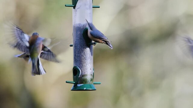 Eurasian Nuthatch, Sitta europaea, Chaffinch, Fringilla coelebs and Tits on a feeder in the forest