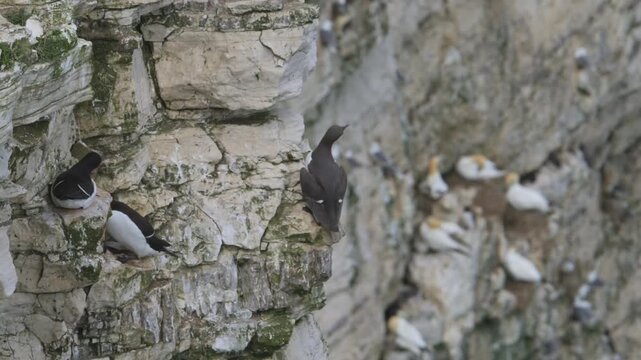Common Murre, Common Guillemot, Uria aalge, birds colony on cliffs, Bempton Cliffs, North Yorkshire, England, United Kingdom