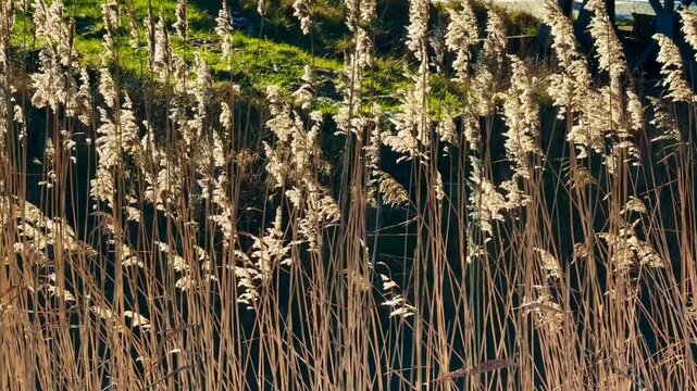 Common reed (Phragmites communis) at a creek in winter in Ystad municipality, Sk&aring;ne county, Sweden, Scandinavia