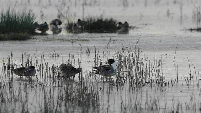 Northern Pintail. Anas acuta, birds on winter marshes at sunrise