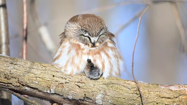 Northern Saw-whet Owl (Aegolius acadicus), Owl perched with a prey and resting, Central Quebec region, Province of Quebec, Canada