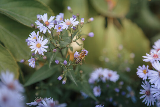 Late summer and early‑autumn flowers blooming across gardens and countryside in and around Alnwick, Northumberland, September 2026