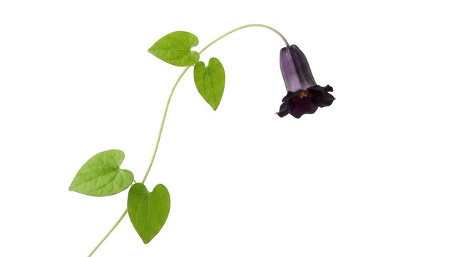 Close up single dark purple bell flower with green heart shaped leaves isolated on transparent background