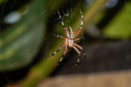 My garden's visitors