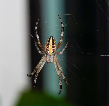 My garden's visitors