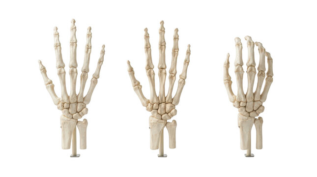 Anatomical human hand bone models showing skeletal structure of fingers, palm, and wrist isolated on transparent background