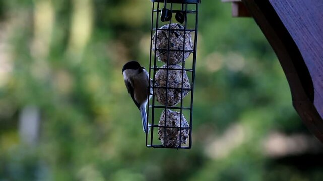 Marsh tits (Poecile palustris) and blue tits (Cyanistes caeruleus) eat titmouse dumplings, Germany