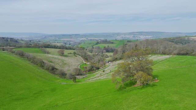 Old Oak over Farms and Fields from a drone, Newton Abbot, Devon, England, United Kingdom