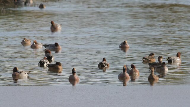 Eurasian Wigeon, Mareca penelope, birds on winter Marshes