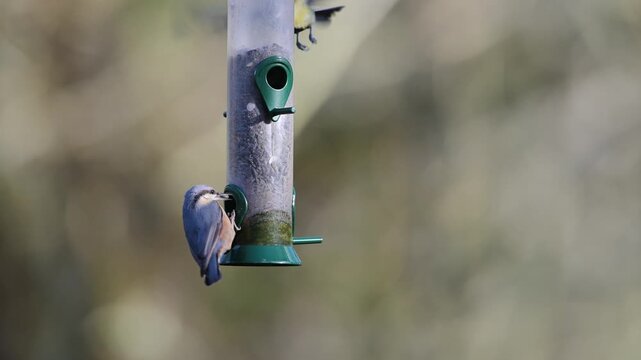 Eurasian Nuthatch, Sitta europaea, Chaffinch, Fringilla coelebs and Tits on a feeder in the forest