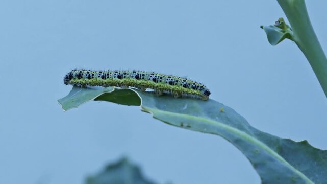 Zoom, zoom in, time lapse, caterpillar, Cabbage butterfly (Pieris brassicae), eating leaf of a broccoli plant, rose garden, Lower Saxony, Germany