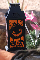 Halloween lantern in a front yard © Lauren