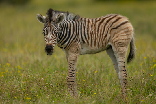A young plains zebra (Equus quagga) eating grass in a game reserve in South Africa