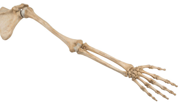 Human right arm skeleton showing shoulder blade scapula humerus radius ulna and hand bones isolated on transparent background