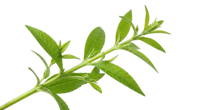 Fresh lemon verbena sprig isolated on transparent background