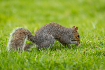 A Smith's bush squirrel (Paraxerus cepapi) foraging for food in a park © Tyrone