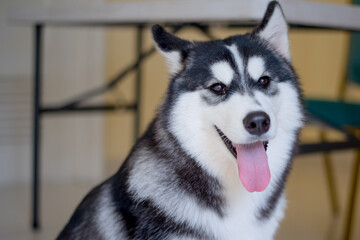 Happy Siberian Husky Dog with Tongue Out © Harmcheon