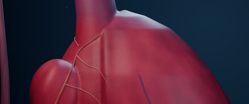 Cinematic macro of sinus node activation across atrial myocardium