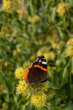 butterfly on flower in autumn 