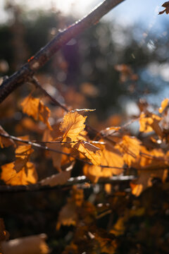 autumn leaves  in the forest