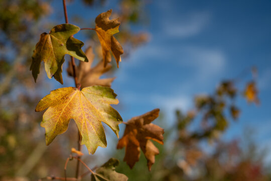 golden brown autumn leaves against blue sky 