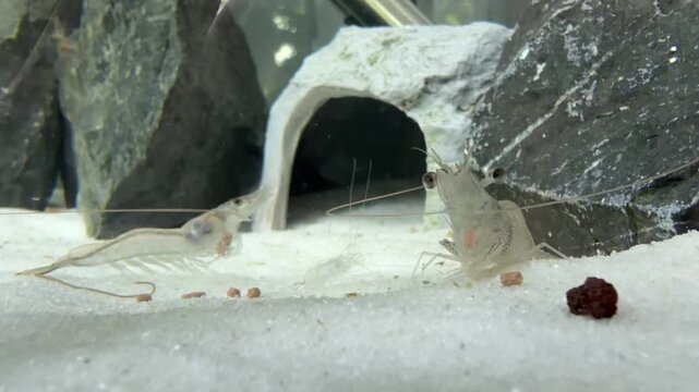 White Shrimp Feeding on Aquaculture Feed
