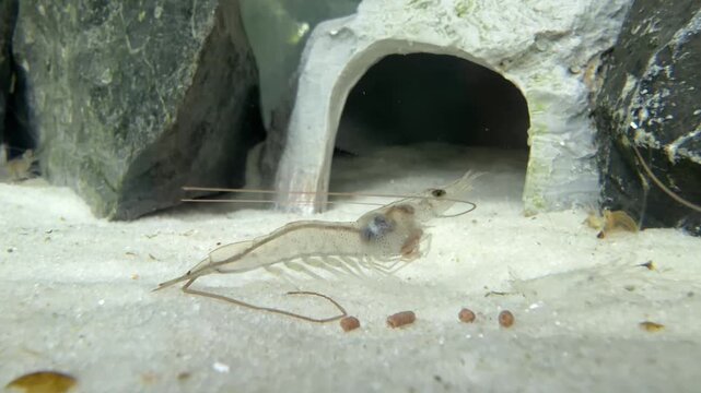 White Shrimp Feeding on Aquaculture Feed
