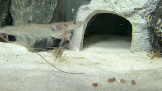 White Shrimp Feeding on Aquaculture Feed
