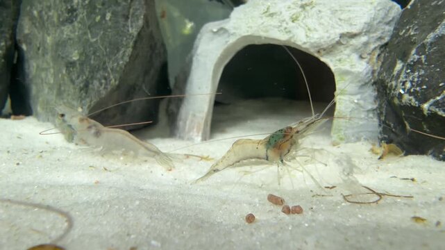 White Shrimp Feeding on Aquaculture Feed
