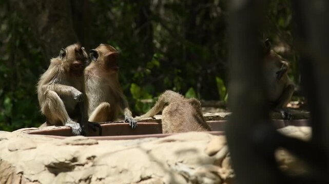 Group of crab-eating macaques (Macaca fascicularis) resting in daytime and social grooming between animals concept.